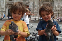 Milano boys capture pigeons.