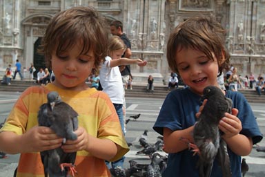 Capture pigeons in Milan.
