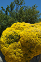 Gorse? in Spain.