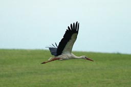 Stork flying off over green field.