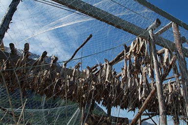 Dried fish, hung up in Norway.