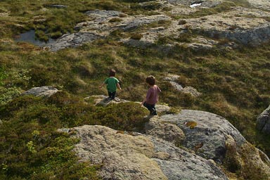 Moss and rocks, Norway.