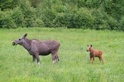 Mooze, female and calf.