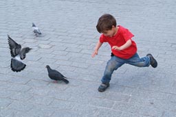 Chasing pigeons.