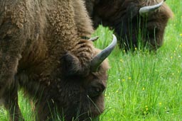 Bisons in Zubrow Reserve Poland.