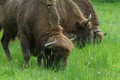 Near Bialowieza. Bisons.