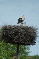 Poland stork.