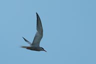 Flighing Bird Danube Delta.