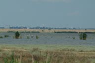 Birds over lake in Romania, Mouth of Danube.