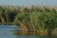 Reeds, Flore, wetlands, Danube Delta, Romania.