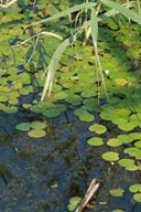 Water lilies Danube Delta marshes.