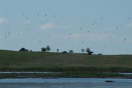Lake and Birds, Danube Delta