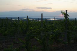 Wineries, where we hit the Danube near Ostrov.