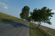 tilted Picture of Road and trees.