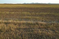 Sunflowers in Danube Delta.