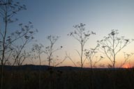Herbs in Delta Danube. Sunset.
