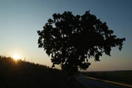 Tree sunset.