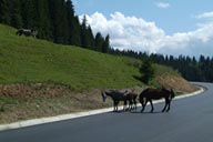 Horses on Road in Carpathians.