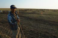 Shephard, sheep, Danube Delta.