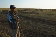 Shephard, sheep, Danube Delta.