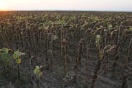 Field of Sunflowers. Twilight.