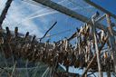 Dried fish, hung up in Norway. Dried fish, hung up in Norway.