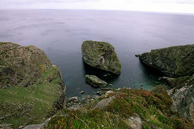 Seals in this bay