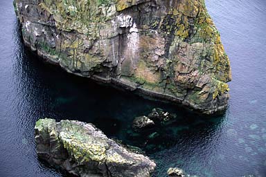 Seals near rock in the middle