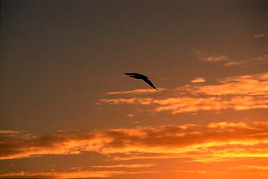 Gull sailing in front of sunset lit clouds
