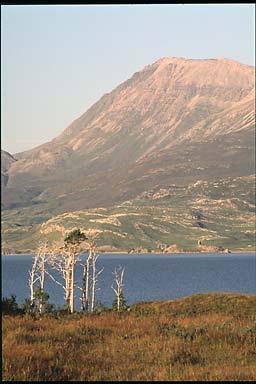 Loch and trees