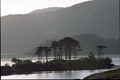 Loch with trees