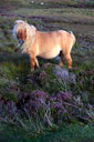 Ponies on Uist.