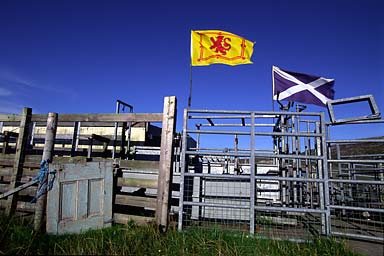 Shearing facilities and flags