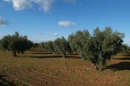 Olive trees Spain