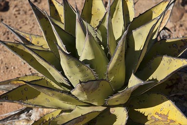 Agave shawii, Baja California.