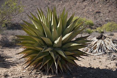 Round Agave shawii, Baja California.