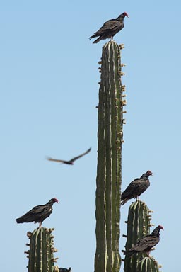 Vultures in the Baja Californian desert, sitting on Cordon Cactus.