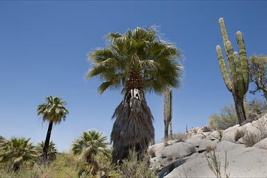 Palm trees and cacti, Baja California.