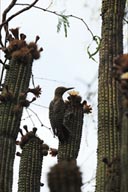 Birds are feeding of cactus flowers.
