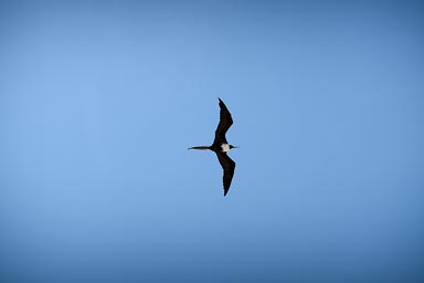 Bird in sky.