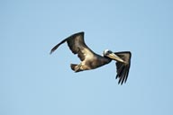 Sun lit pelican in sky.