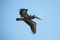 Baja Pelican in sky.