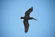 Pelican in sky.