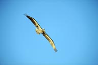 Sun lit pelican in sky, Baja Sur.