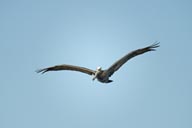 Pelican in flight.