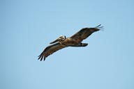 Pelican in flight.