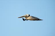 Pelican in flight and wings in front.