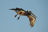 Pelican shows legs in flight.