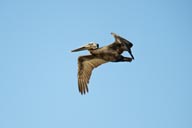 La Ribera, Baja Sur, Pelican in sky.