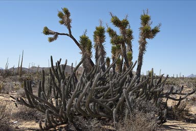 Bushes of cacti and yucca, the desert produces plants like from another planet.